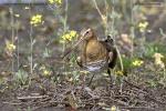 Břehouš černoocasý (Limosa limosa)