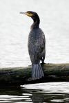 Kormorán velký (Phalacrocorax carbo)