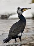 Kormorán velký (Phalacrocorax carbo)