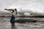 Kormorán velký (Phalacrocorax carbo)