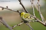 Čížek lesní (Carduelis spinus)