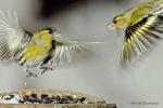 Čížek lesní (Carduelis spinus)