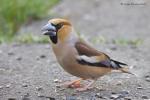 Dlask tlustozobý (Coccothraustes coccothraustes)