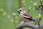 Dlask tlustozobý (Coccothraustes coccothraustes)