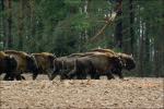 Zubr evropský (Bison bonasus)