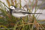 Konipas bílý (Motacilla alba)