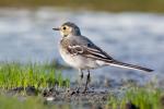 Konipas bílý (Motacilla alba)