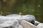Konipas horský (Motacilla cinerea)