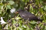 Kos černý (Turdus merula)