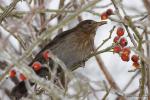 Kos černý (Turdus merula)