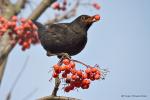 Kos černý (Turdus merula)