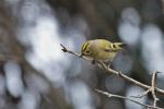 Králíček obecný (Regulus regulus)