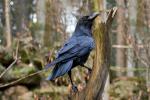 Krkavec velký (Corvus corax)