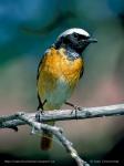 Rehek zahradní (Phoenicurus phoenicurus)