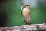 Rehek zahradní (Phoenicurus phoenicurus)