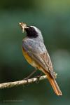 Rehek zahradní (Phoenicurus phoenicurus)