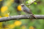 Rehek zahradní (Phoenicurus phoenicurus)