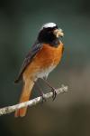 Rehek zahradní (Phoenicurus phoenicurus)