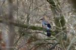 Sojka obecná (Garrulus glandarius)