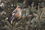 Sojka obecná (Garrulus glandarius)