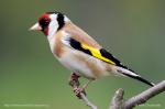 Stehlík obecný (Carduelis carduelis)