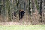 Zubr evropský (Bison bonasus)