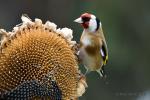 Stehlík obecný (Carduelis carduelis)