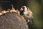 Stehlík obecný (Carduelis carduelis)