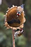 Stehlík obecný (Carduelis carduelis)