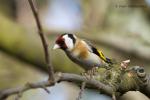 Stehlík obecný (Carduelis carduelis)