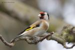 Stehlík obecný (Carduelis carduelis)