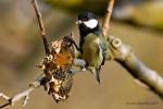 Sýkora konadra (Parus major)