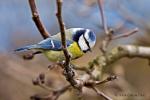 Sýkora modřinka (Cyanistes caeruleus)