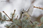 Sýkora parukářka (Lophophanes cristatus)