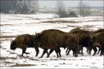 Zubr evropský (Bison bonasus)