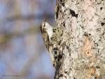 Šoupálek dlouhoprstý (Certhia familiaris)