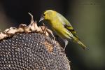 Zvonek zelený (Carduelis chloris)