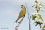 Zvonek zelený (Carduelis chloris)