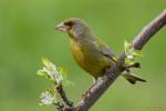 Zvonek zelený (Carduelis chloris)