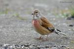 Konopka obecná (Carduelis cannabina)