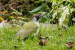 Žluna zelená (Picus viridis)