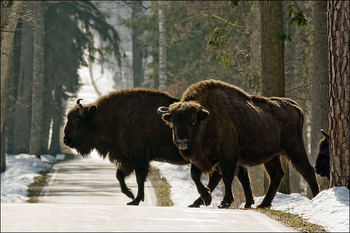 Zubr evropský (Bison bonasus)