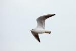 Racek chechtavý (Larus ridibundus)