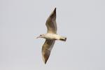 Racek chechtavý (Larus ridibundus)