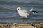 Racek chechtavý (Larus ridibundus)