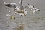 Racek chechtavý (Larus ridibundus)