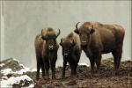 Zubr evropský (Bison bonasus)