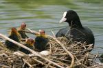 Lyska černá (Fulica atra)