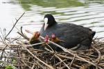 Lyska černá (Fulica atra)