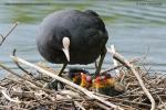 Lyska černá (Fulica atra)